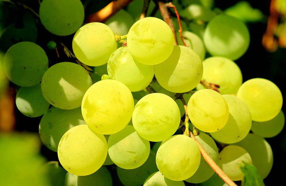 Uvas de Fin de Año